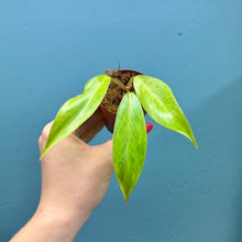 Load image into Gallery viewer, Philodendron &#39;Painted Lady&#39; A
