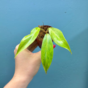 Philodendron 'Painted Lady' A