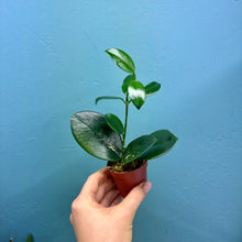 Load image into Gallery viewer, Hoya Australis Propagation Pot
