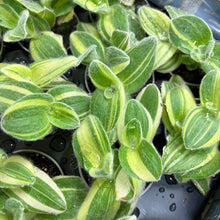 Load image into Gallery viewer, Tradescantia Sillamontana Variegated
