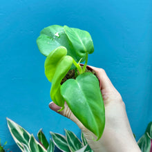 Load image into Gallery viewer, Philodendron Bipennifolium &#39;Golden Violin’
