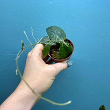 Load image into Gallery viewer, Baby Hoya Caudata Sumatra
