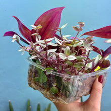 Load image into Gallery viewer, Propagation Bundle Tub 77 - Tradescantia Brightness, Zebrina, Callisia Pink Lady &amp; Epiphyllum
