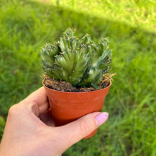 Load image into Gallery viewer, Euphorbia Lactea F. Cristata
