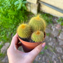Load image into Gallery viewer, Mystery Medium Cactus Mix
