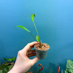 Anthurium Gracile Seedling C