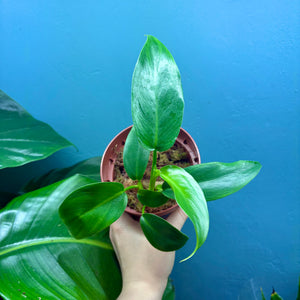 Philodendron 'Jerry Horne'