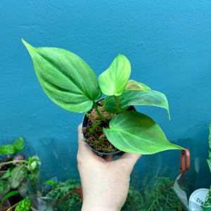 Philodendron Camposportoanum