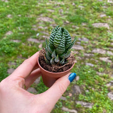 Load image into Gallery viewer, Haworthia Super Fasciata
