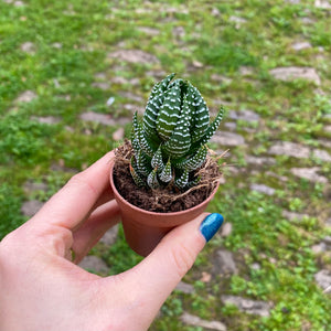Haworthia Super Fasciata