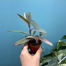 Load image into Gallery viewer, Tradescantia Pallida Variegated 'Pink Stripe' Propagation Pot
