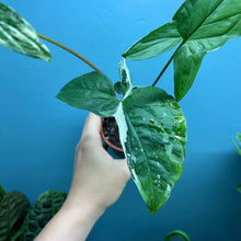 Load image into Gallery viewer, Syngonium Podophyllum Albo Variegata Propagation Pot
