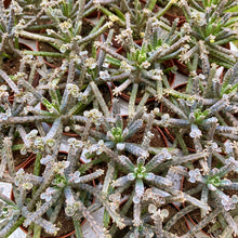 Load image into Gallery viewer, Kalanchoe Daigremontiana &#39;Mother of Millions&#39;
