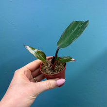 Load image into Gallery viewer, Philodendron 'Pink Princess' C
