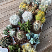Load image into Gallery viewer, Mystery Medium Cactus Mix
