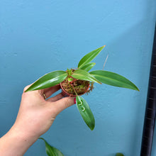 Load image into Gallery viewer, Philodendron Erubescens &#39;Red Emerald&#39;
