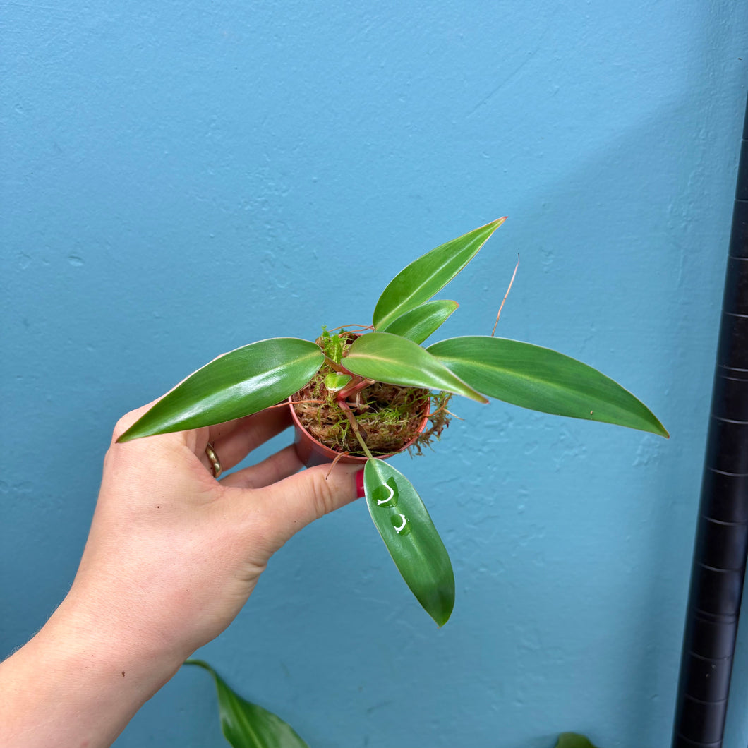 Philodendron Erubescens 'Red Emerald'