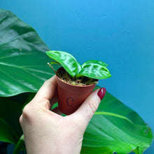 Load image into Gallery viewer, Hoya Krinkle 8 Propagation Pot
