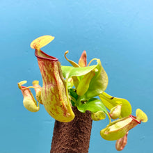 Load image into Gallery viewer, Nepenthes On Trunk (Carnivorous Plant)
