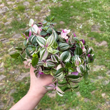 Load image into Gallery viewer, Tradescantia Fluminensis Tricolor &#39;Silver Inch Plant&#39;
