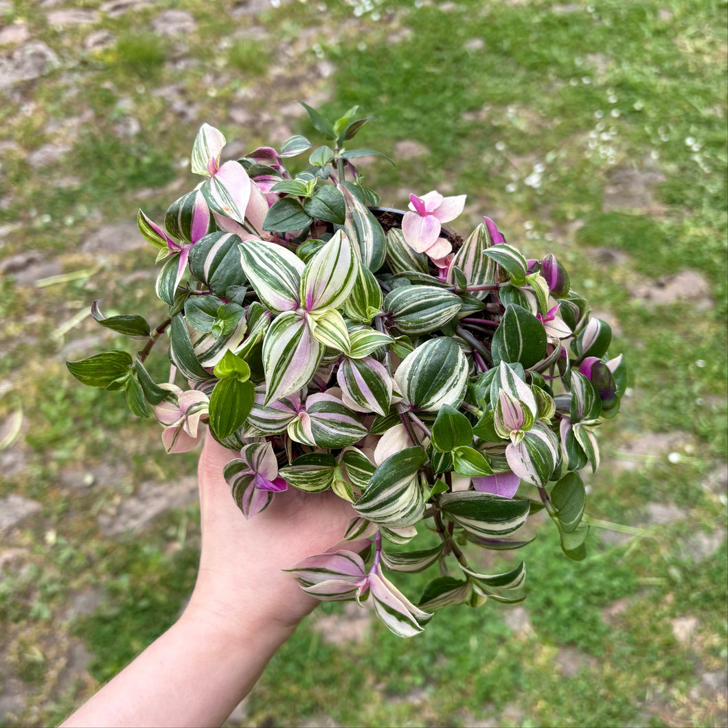 Tradescantia Fluminensis Tricolor 'Silver Inch Plant'
