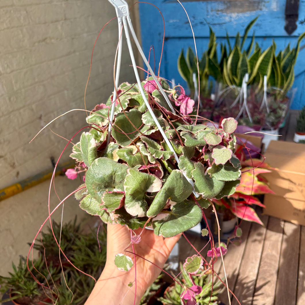 Saxifraga Stolonifera Tricolour Hanging Pot