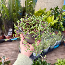 Load image into Gallery viewer, Senecio Herreianus ‘Purple Flush’
