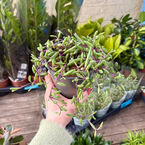 Senecio Herreianus ‘Purple Flush’