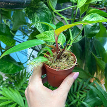 Load image into Gallery viewer, Baby Philodendron Erubescens 'Red Emerald'
