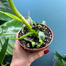 Load image into Gallery viewer, Philodendron Pittieri &amp; Mamei Rooted Propagation Pot

