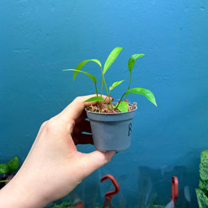 Anthurium Gracile Seedlings B