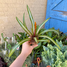 Load image into Gallery viewer, Guzmania &#39;White Line&#39; (Baby Bromeliad)
