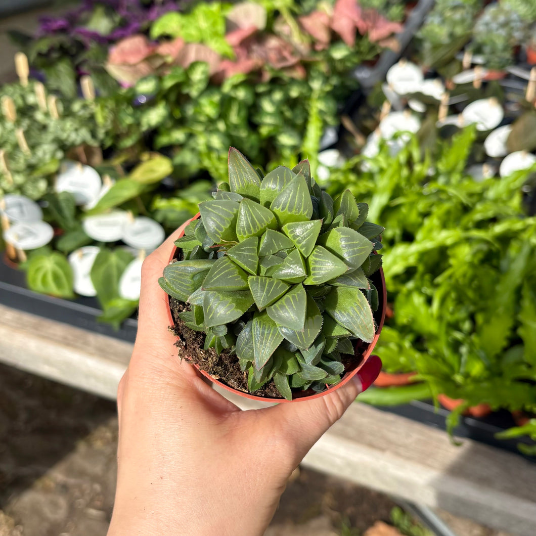 Haworthia Retusa