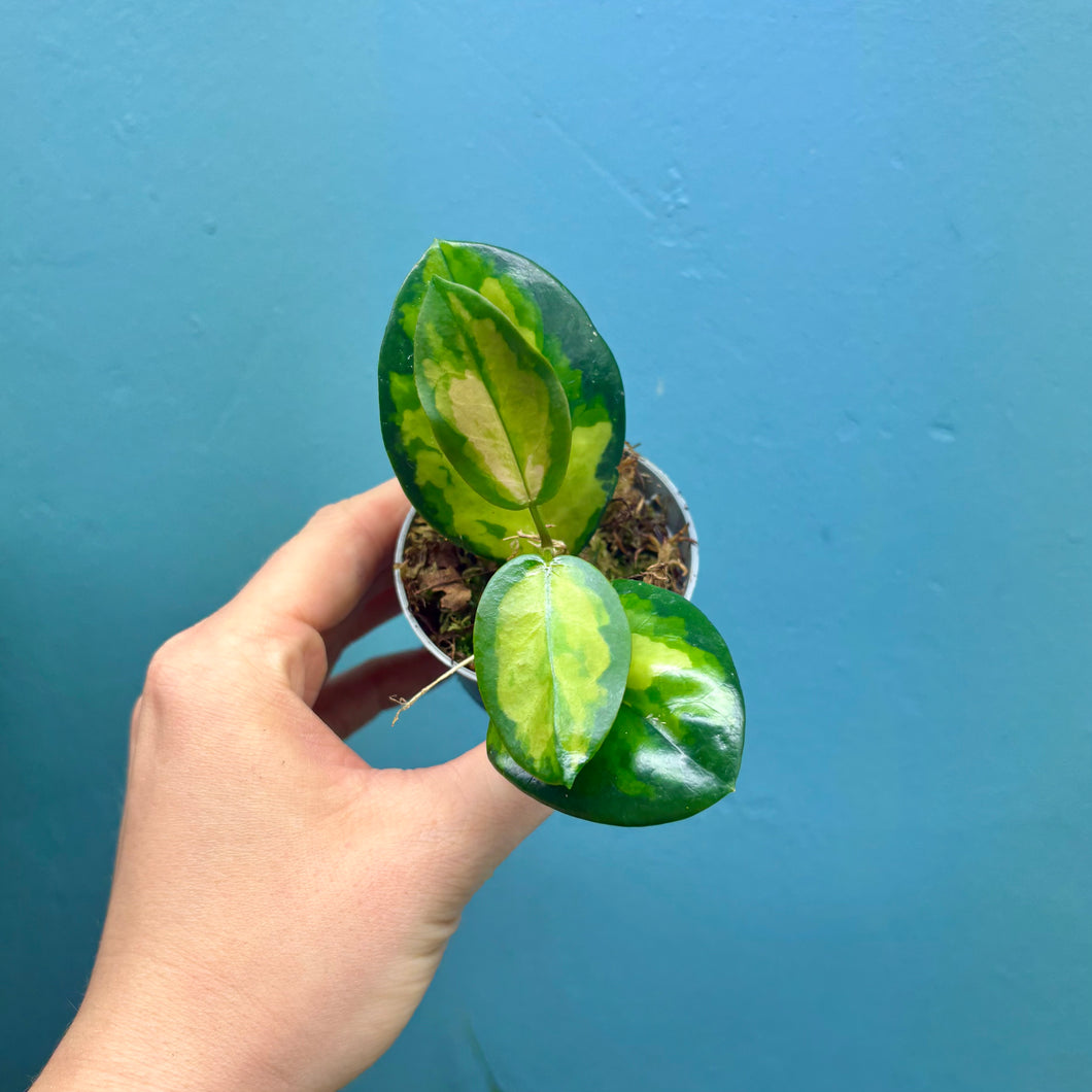 Hoya Australis Lisa Propagation Pot