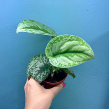 Load image into Gallery viewer, Scindapsus &#39;Trebie&#39; Rooted Cutting
