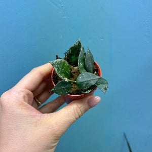 Prop Box Eviction: Bundle B