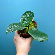 Load image into Gallery viewer, Hoya Villosa
