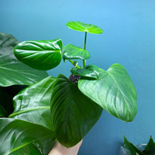 Load image into Gallery viewer, Philodendron Pittieri
