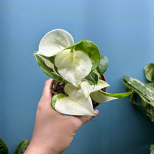 Load image into Gallery viewer, Epipremnum Aureum 'Happy Leaf'

