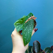 Load image into Gallery viewer, Begonia Tamaya Maculata Rooted Cutting Pot
