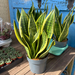 Sansevieria Trifasciata Futura Superba 'Snake Plant'