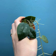Load image into Gallery viewer, Baby Hoya Caudata Sumatra
