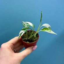 Load image into Gallery viewer, Epipremnum Pinnatum Variegated
