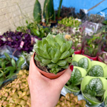 Load image into Gallery viewer, Haworthia Cooperi
