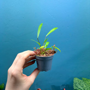 Anthurium Gracile Seedlings A