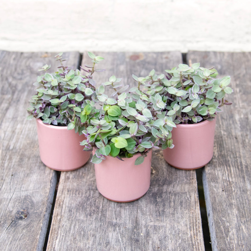 Callisia 'Pink Lady'
