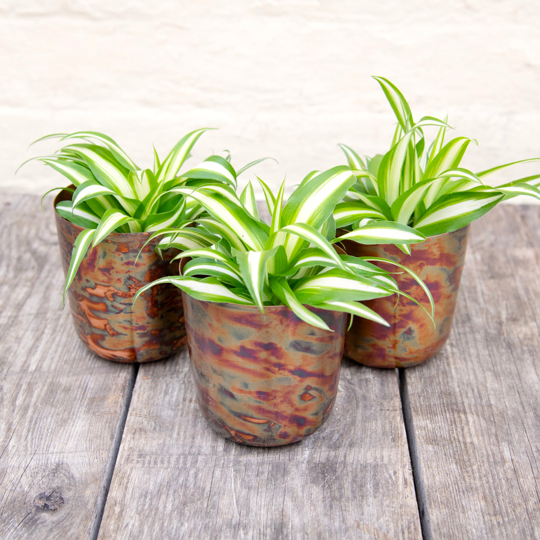 Chlorophytum Comosum Variegatum 'Spider Plant'