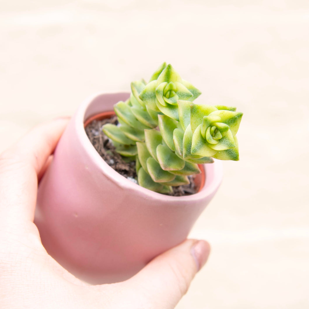 Crassula Perforata Variegated 'String of Buttons'