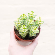 Load image into Gallery viewer, Crassula Perforata Variegated &#39;String of Buttons&#39;
