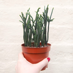 Crassula Lycopodioides 'Watch Chain'